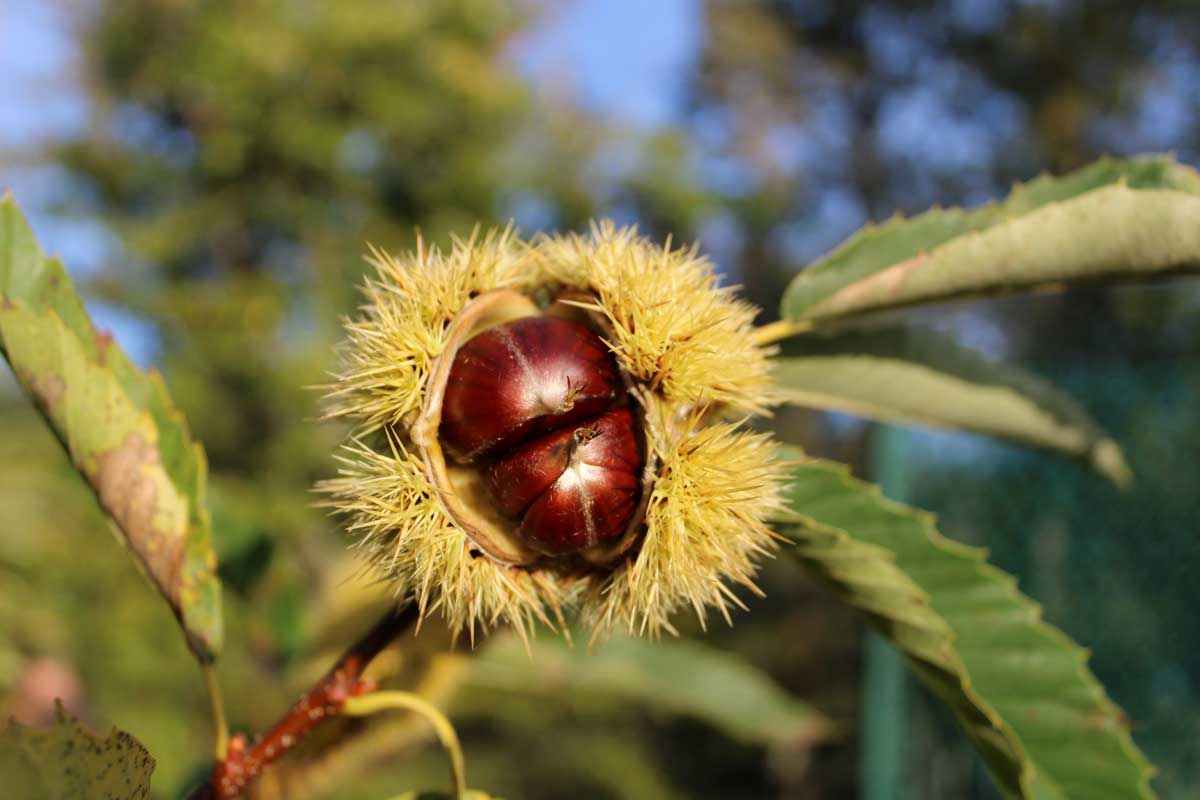 Le Cannicciaie: Un’antica tradizione nella produzione della farina dolce