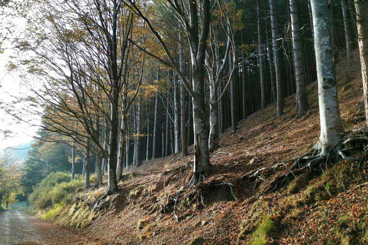 Da Cantagallo a Cascine di Cave