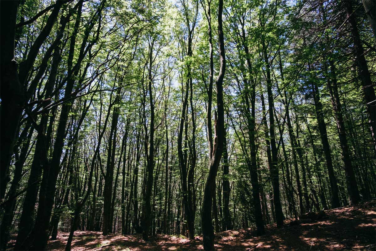 Da Centro Visite Cantagallo a Monte Bucciana