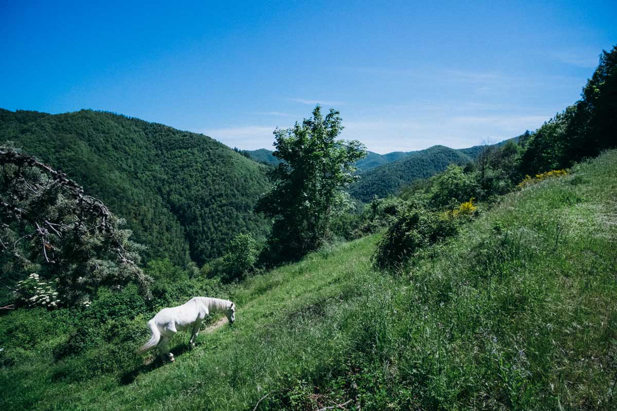 Da Rifugio Pacini a Foce di Cerbiancana