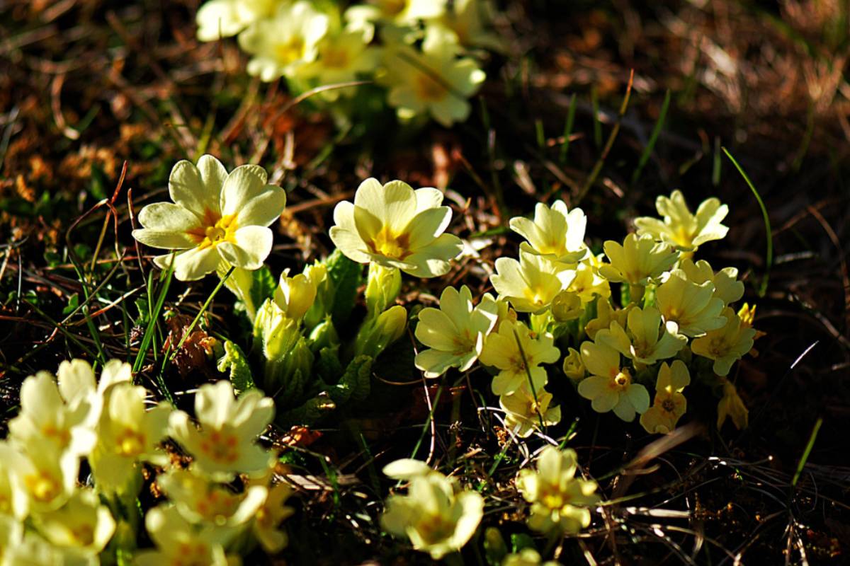 Primula comune